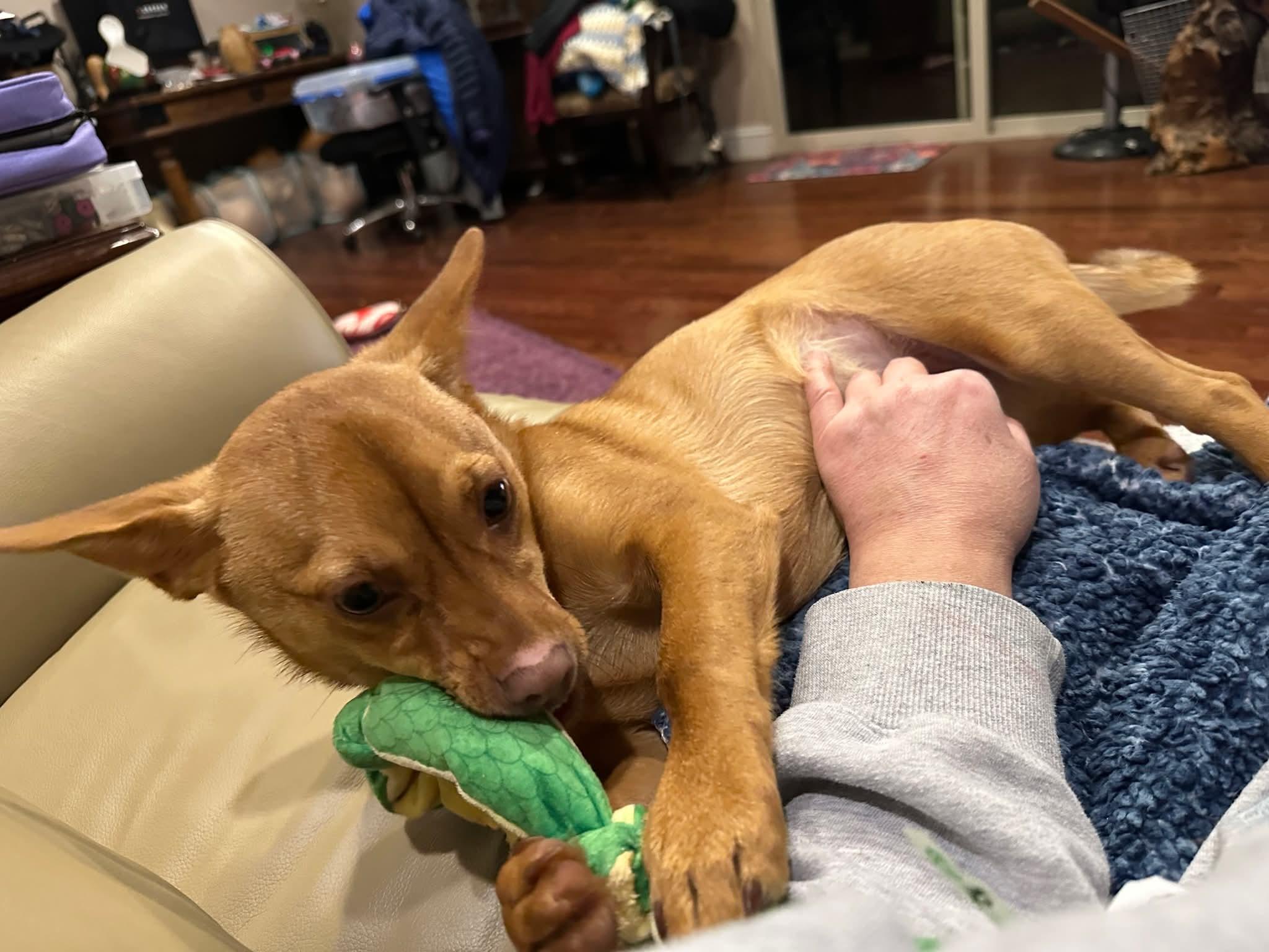 Enlarge 26Elsa, a ADOPTABLE mixed breed in Shingle Springs, CA image 5/6