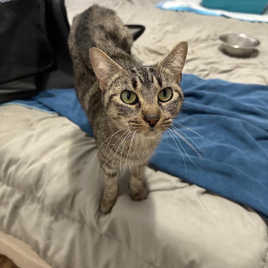 Dutchess, Adoptable, Adult Female Domestic Short Hair.