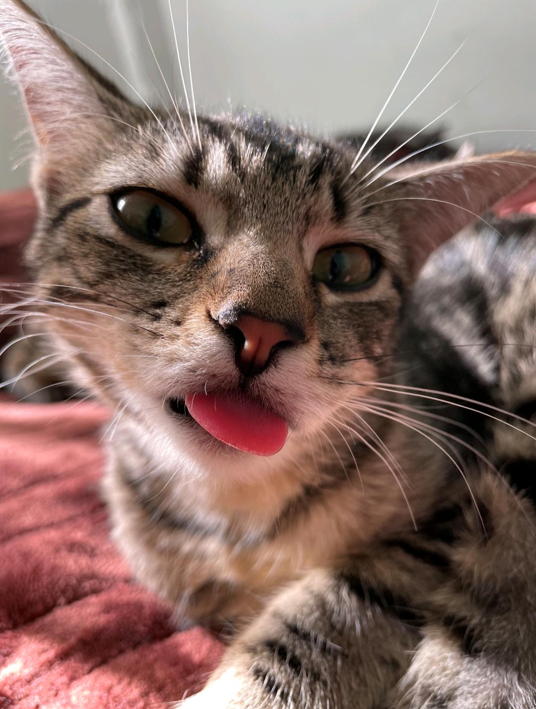 Enlarge Oingo, a Adoptable Domestic Short Hair in Atlanta, GA image 2/6