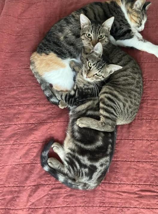 Enlarge Oingo, a Adoptable Domestic Short Hair in Atlanta, GA image 3/6