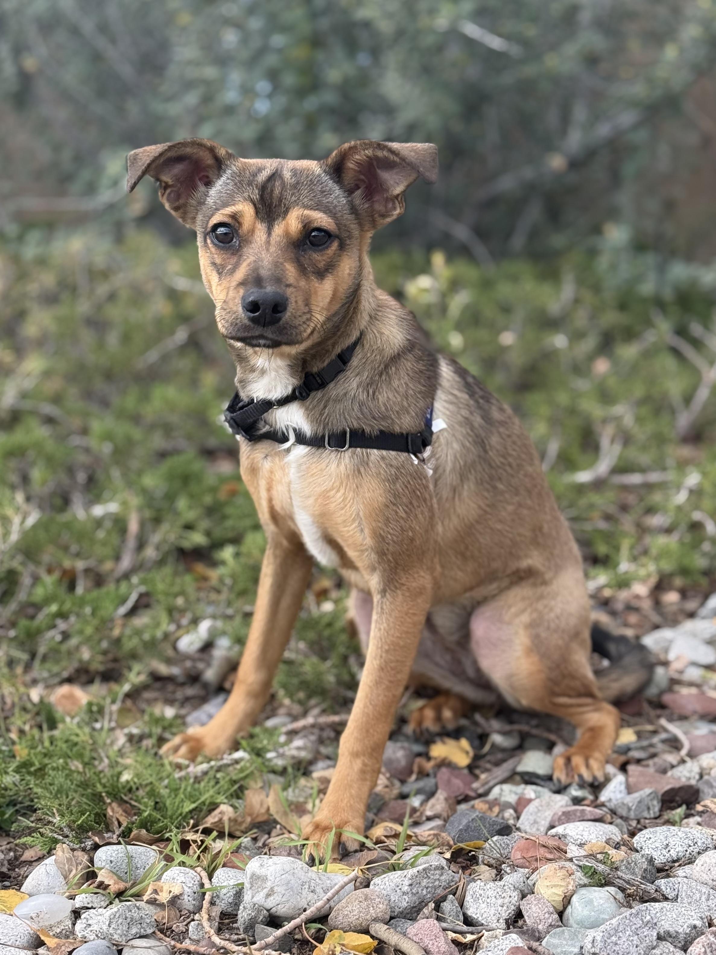 Enlarge Mia, a Adoptable mixed breed in Eagle, CO image 2/6