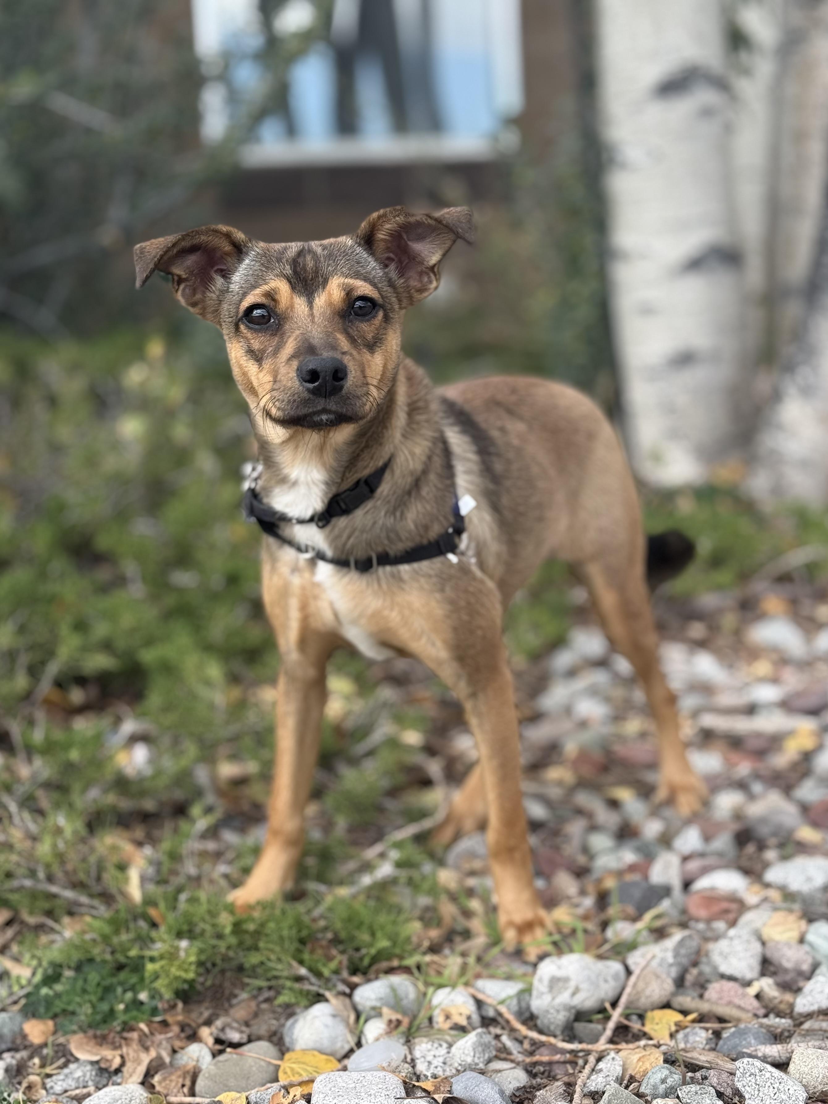 Enlarge Mia, a Adoptable mixed breed in Eagle, CO image 4/6