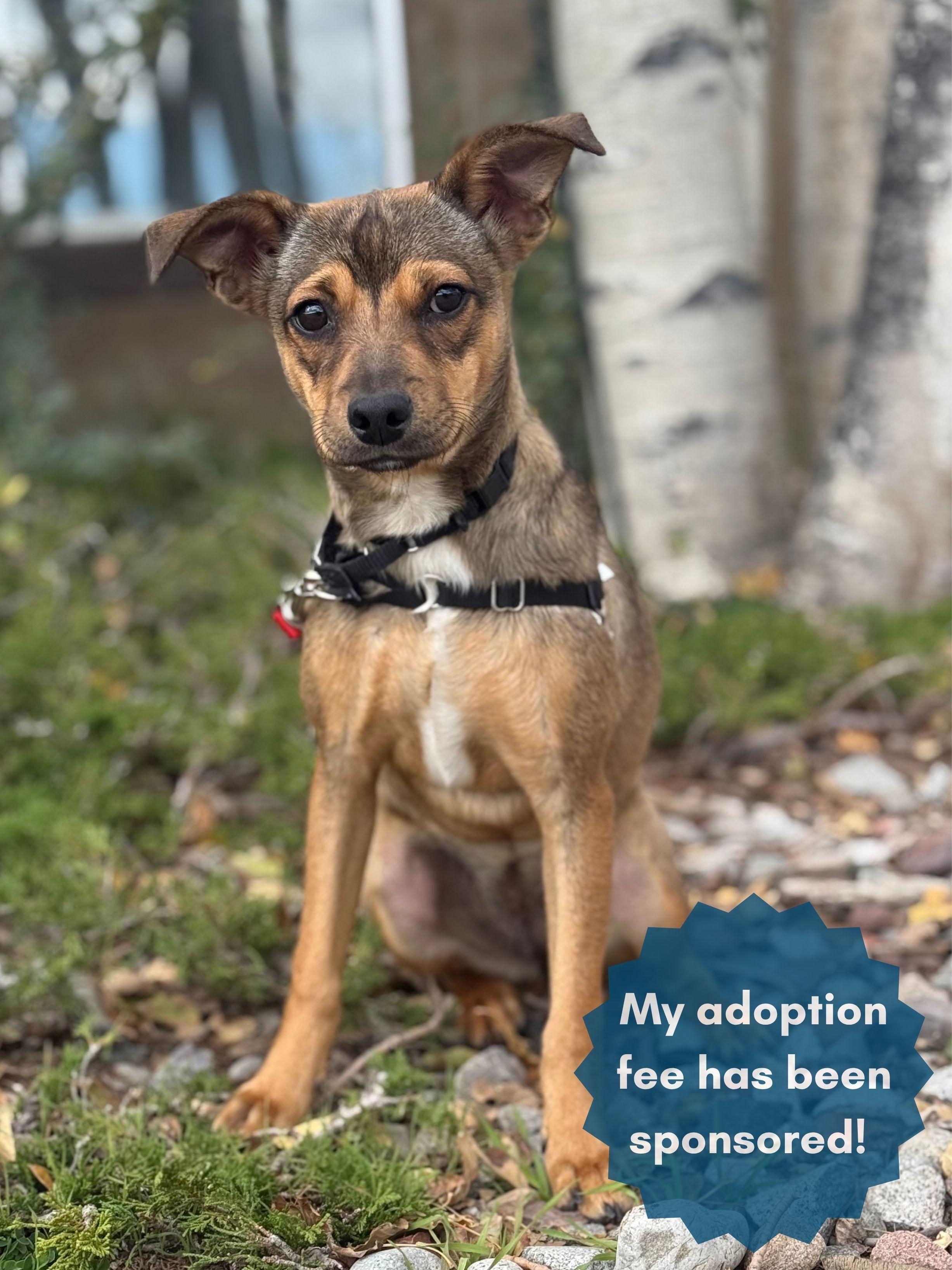 Mia, Adoptable, Young Female Chihuahua & Shar-Pei.