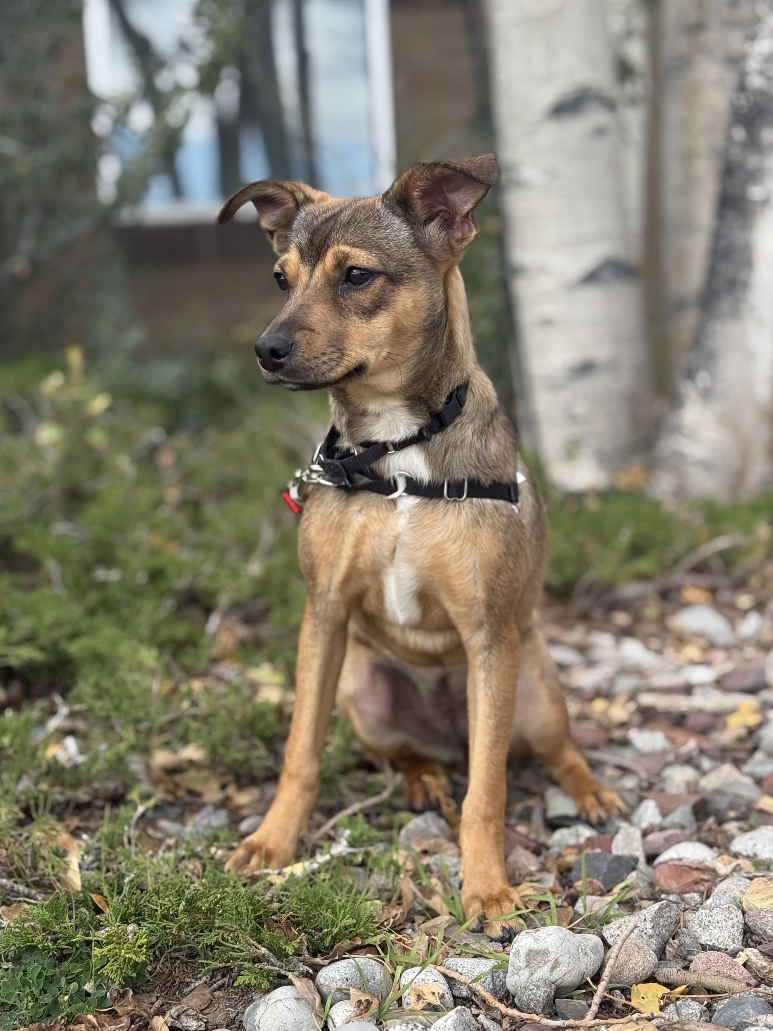 Enlarge Mia, a Adoptable mixed breed in Eagle, CO image 3/6