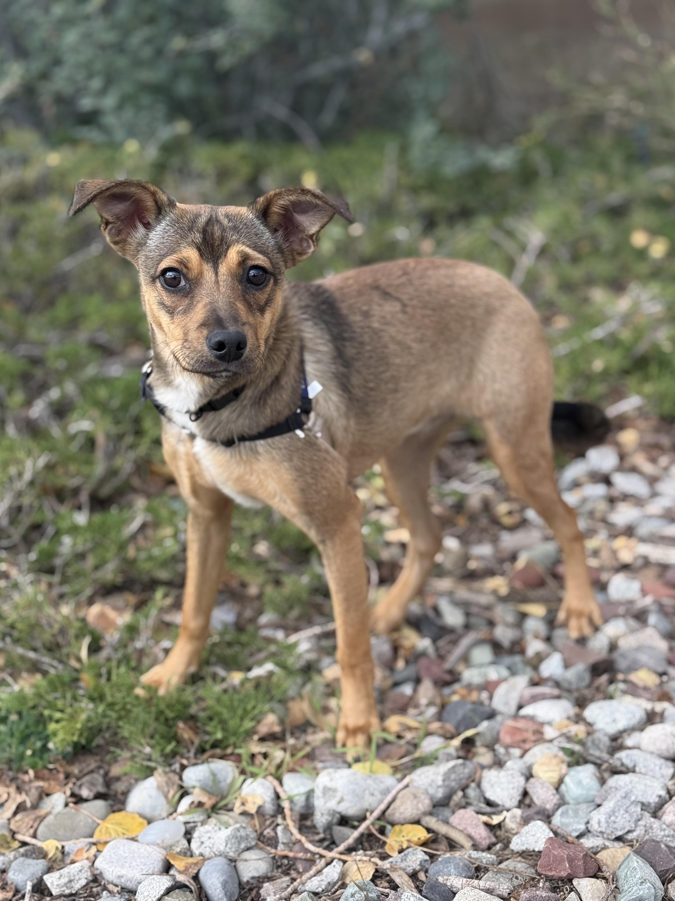 Enlarge Mia, a Adoptable mixed breed in Eagle, CO image 5/6