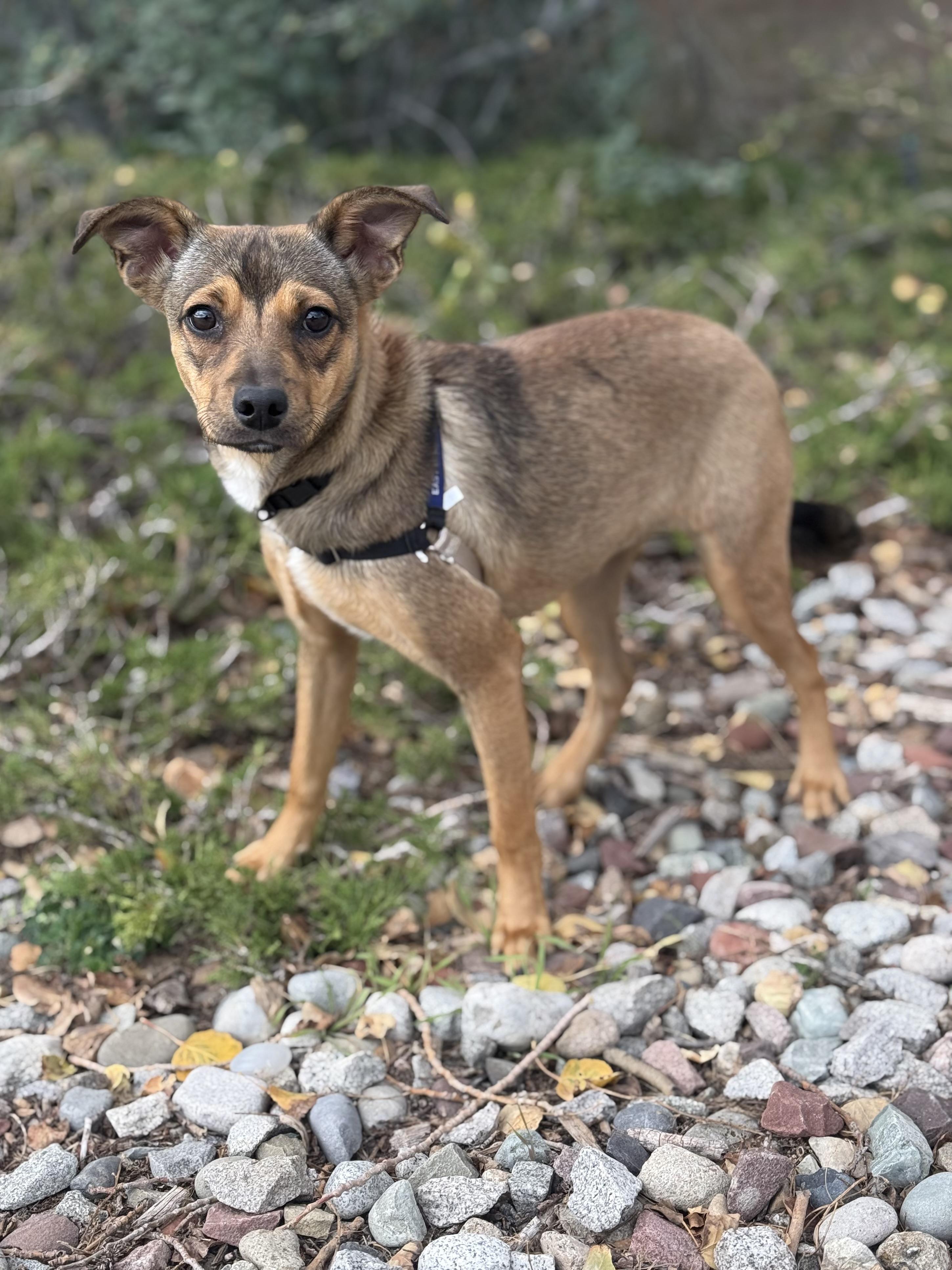 Enlarge Mia, a Adoptable mixed breed in Eagle, CO image 6/6