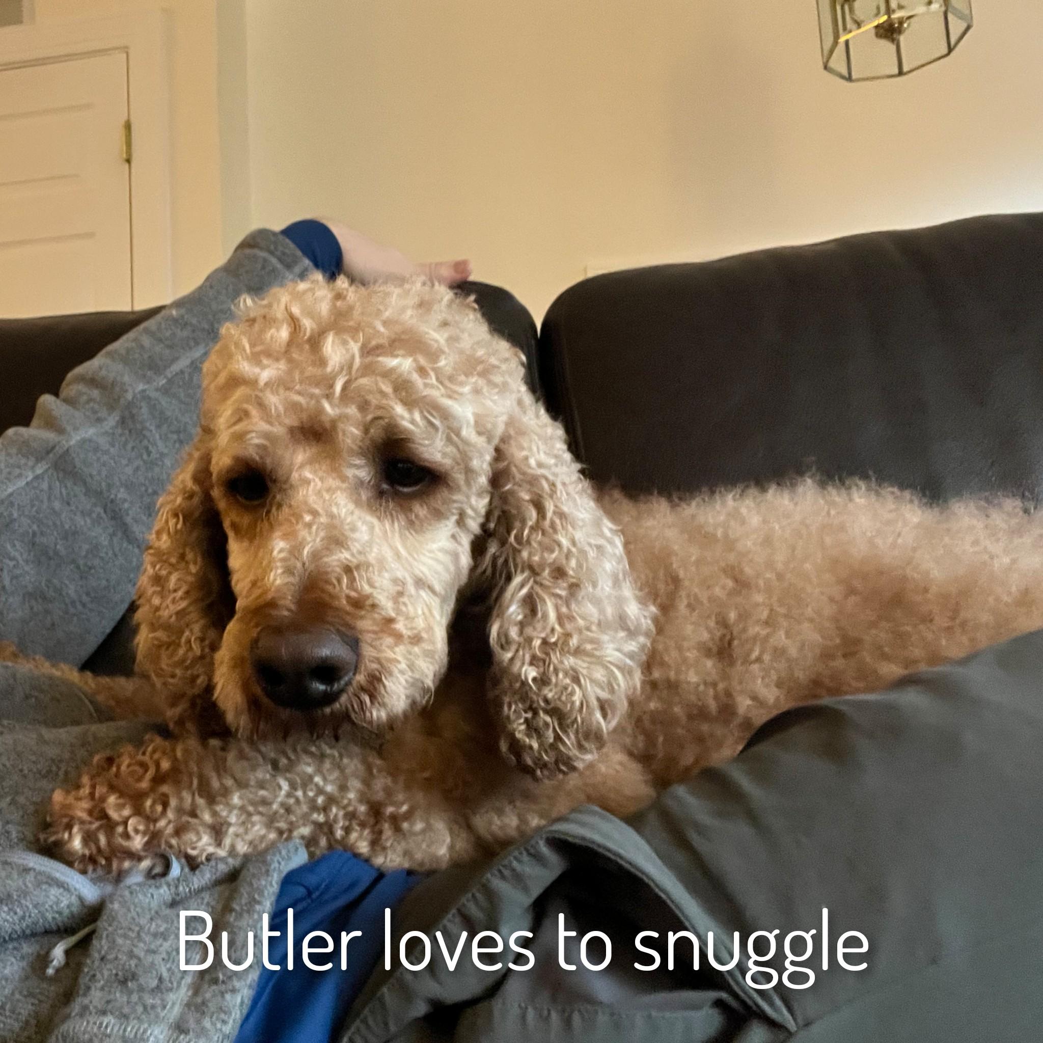 Enlarge Butler, an adoptable Poodle in Fredericksburg, VA image 6/6