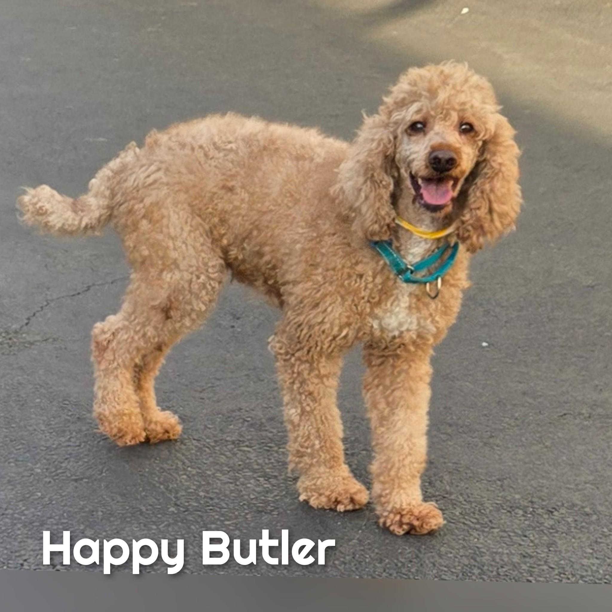 Butler, Adoptable, Adult Male Poodle.