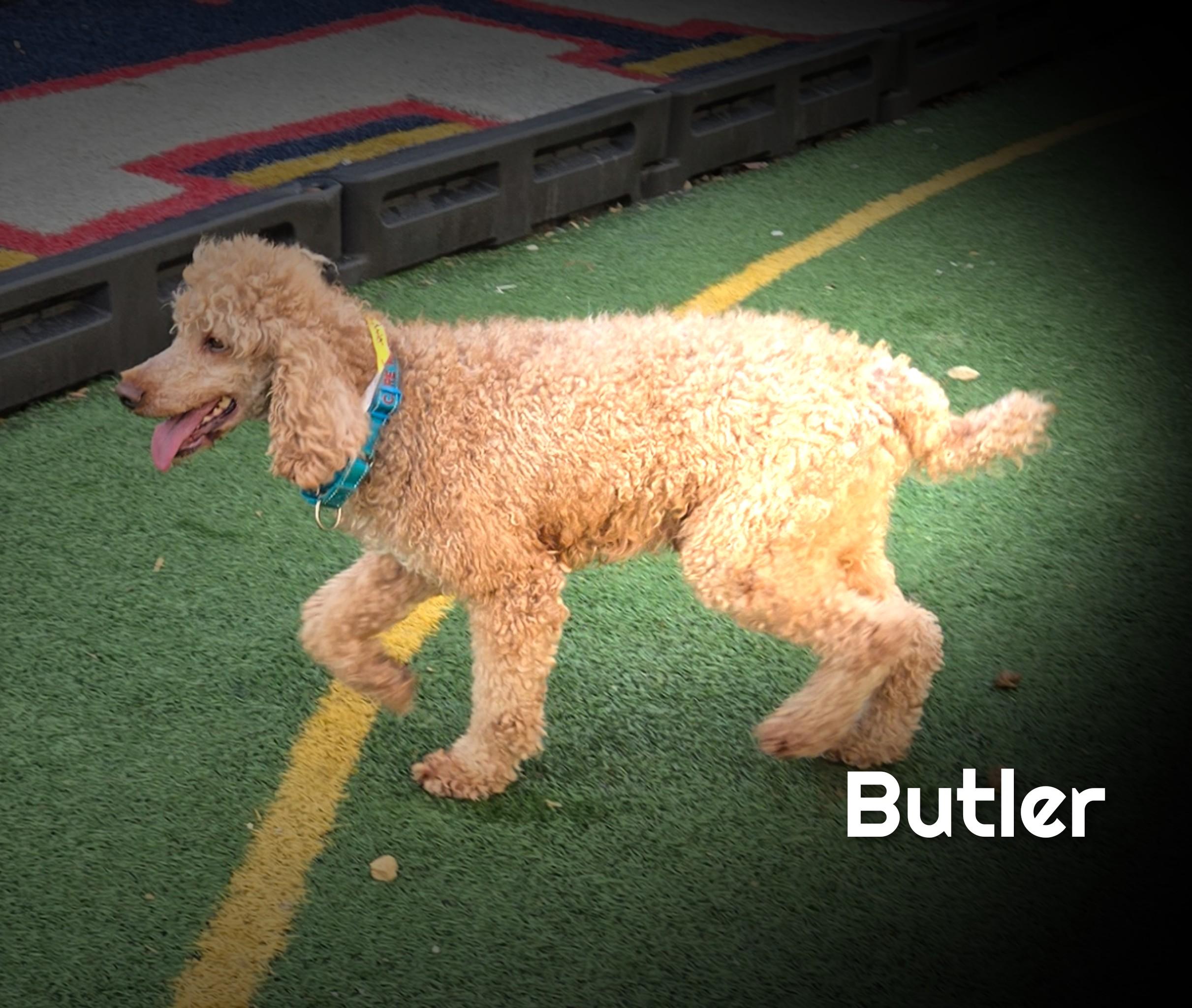 Enlarge Butler, a Adoptable Poodle in Fredericksburg, VA image 3/6