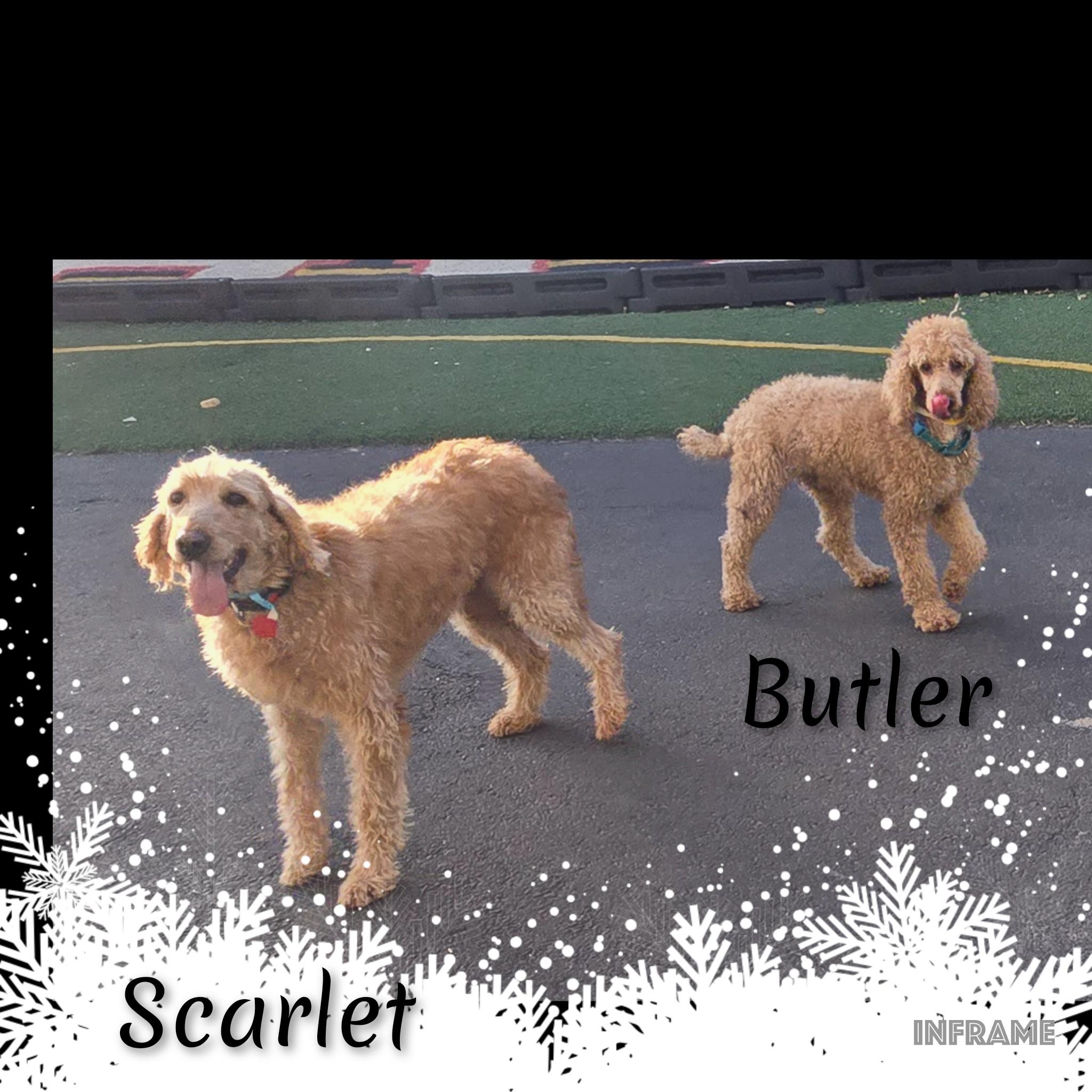 Enlarge Butler, a Adoptable Poodle in Fredericksburg, VA image 4/6