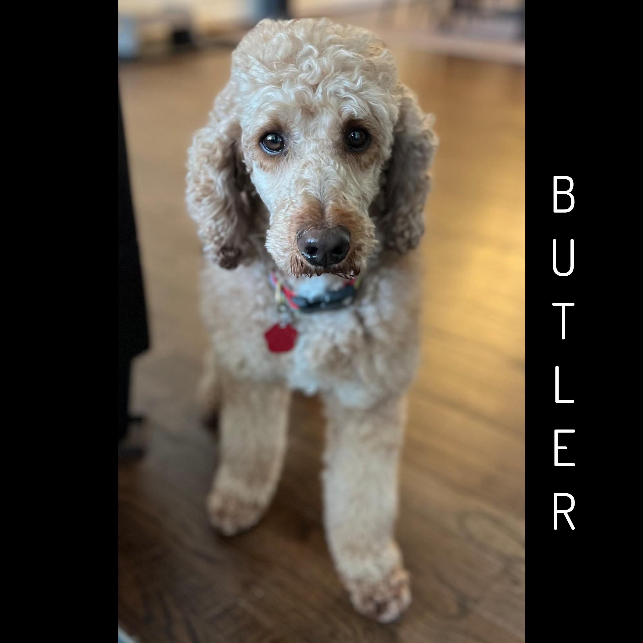 Enlarge Butler, an adoptable Poodle in Fredericksburg, VA image 1/6