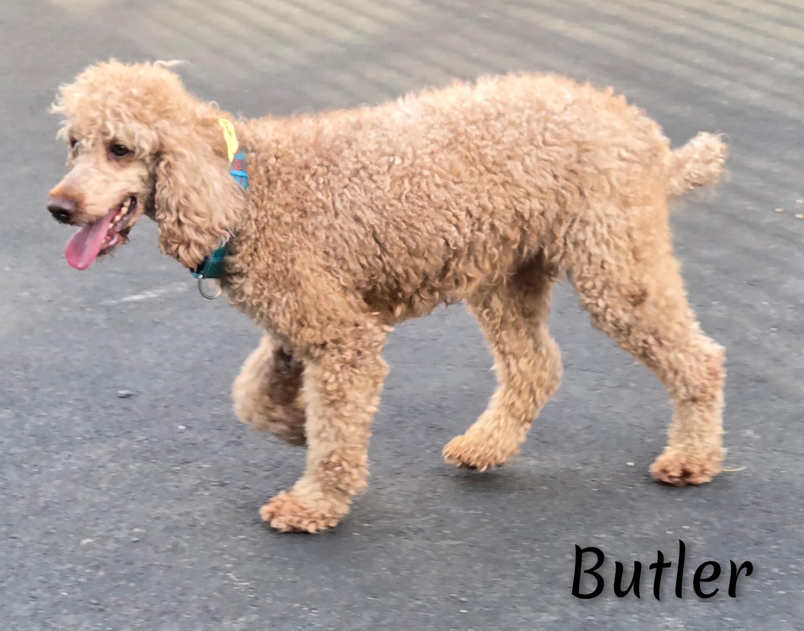 Enlarge Butler, a Adoptable Poodle in Fredericksburg, VA image 5/6
