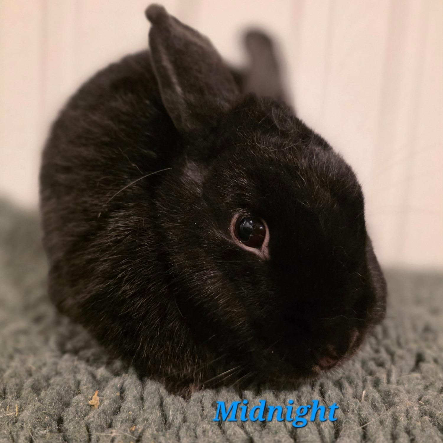 Midnight, Adoptable, Adult Male Polish.