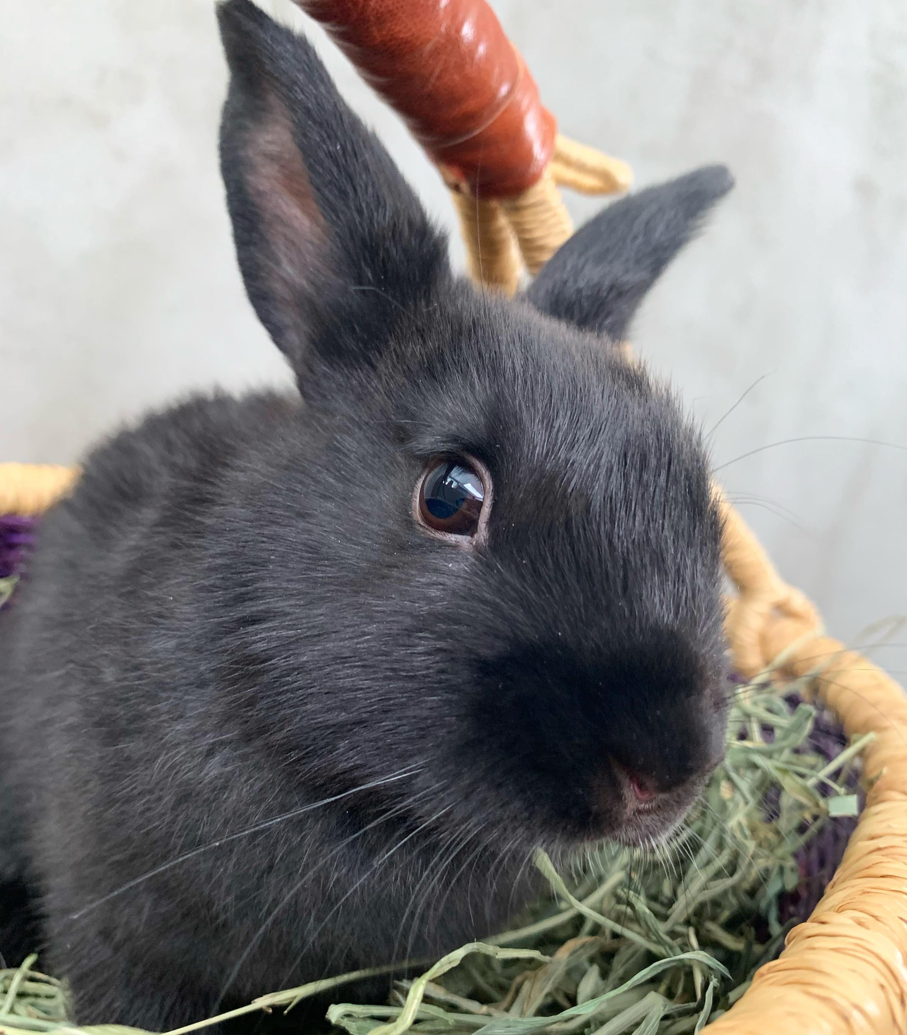 Enlarge Midnight, a Adoptable Mini Rex image 1/1