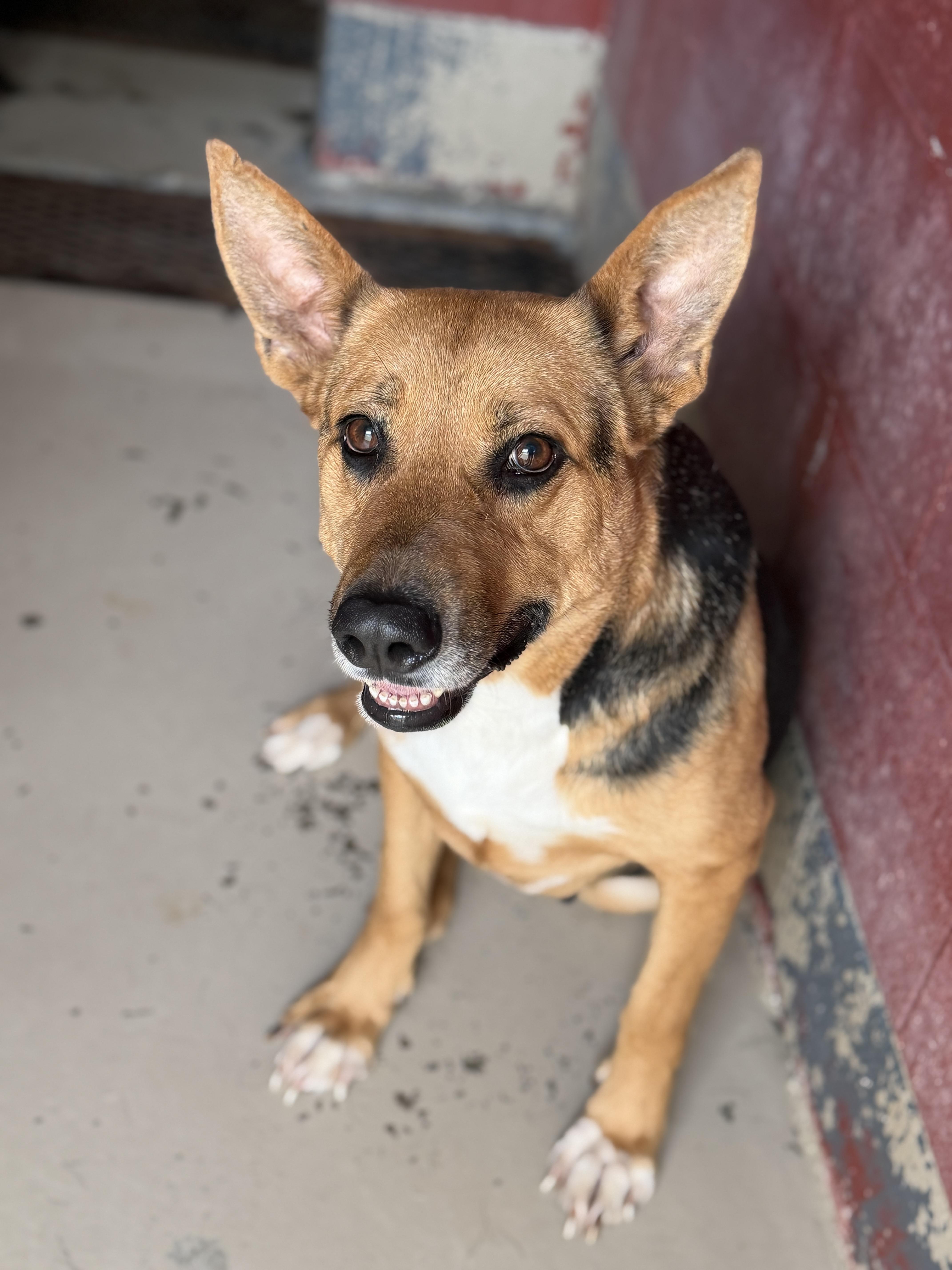 Dolly, Adoptable, Adult Female German Shepherd Dog.