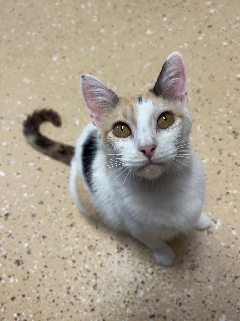 Chloe, a Adoptable mixed breed in Seven Points, TX image 2/2