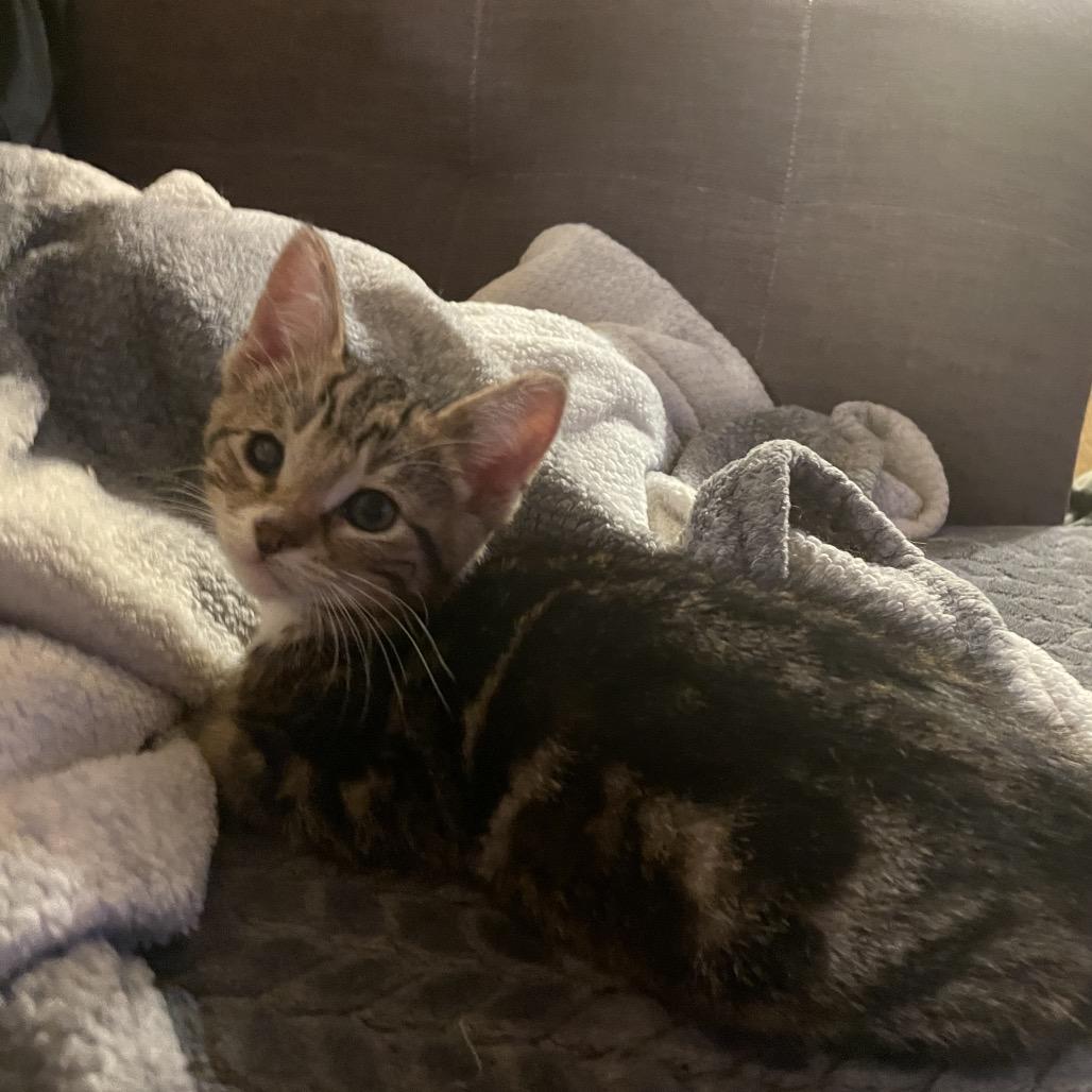 Enlarge Captain, a Adoptable Domestic Short Hair in Ferndale, WA image 2/3