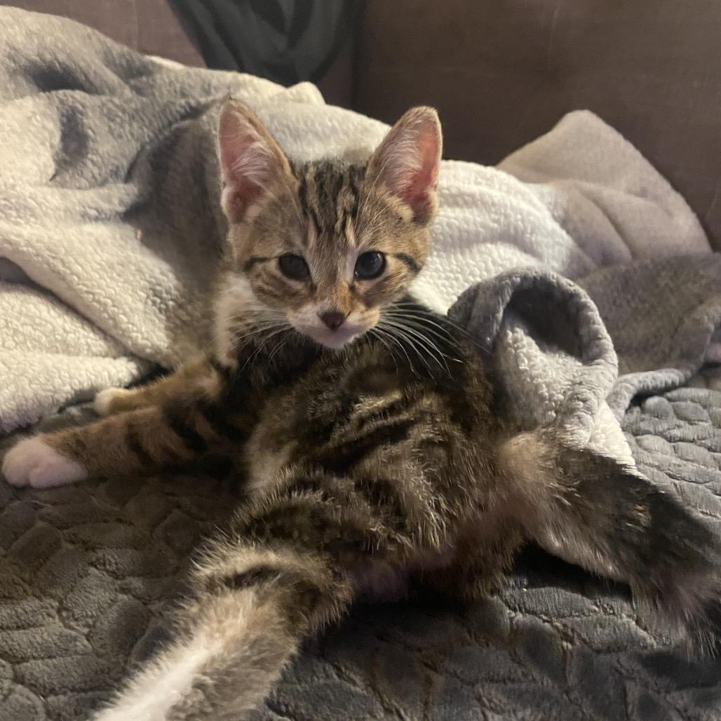 Enlarge Captain, a Adoptable Domestic Short Hair in Ferndale, WA image 3/3