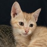 Enlarge Freddy, a Adoptable Domestic Short Hair in Champaign, IL image 1/6