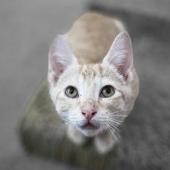 Enlarge Freddy, a Adoptable Domestic Short Hair in Champaign, IL image 5/6