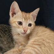 Enlarge Freddy, a Adoptable Domestic Short Hair in Champaign, IL image 4/6