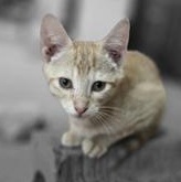 Enlarge Freddy, a Adoptable Domestic Short Hair in Champaign, IL image 2/6