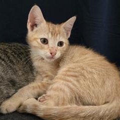Enlarge Freddy, a Adoptable Domestic Short Hair in Champaign, IL image 3/6