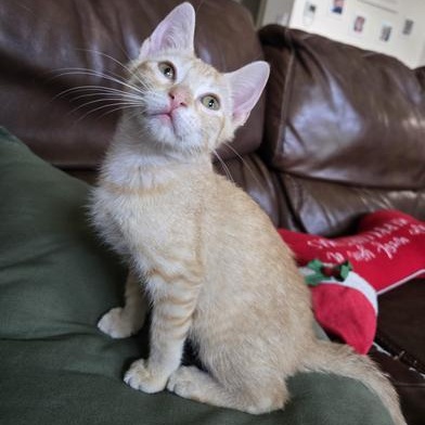 Enlarge Freddy, a Adoptable Domestic Short Hair in Champaign, IL image 6/6