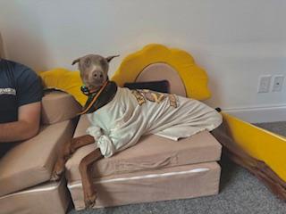 Enlarge Finn, a Adopted Doberman Pinscher in Denver, CO image 2/3