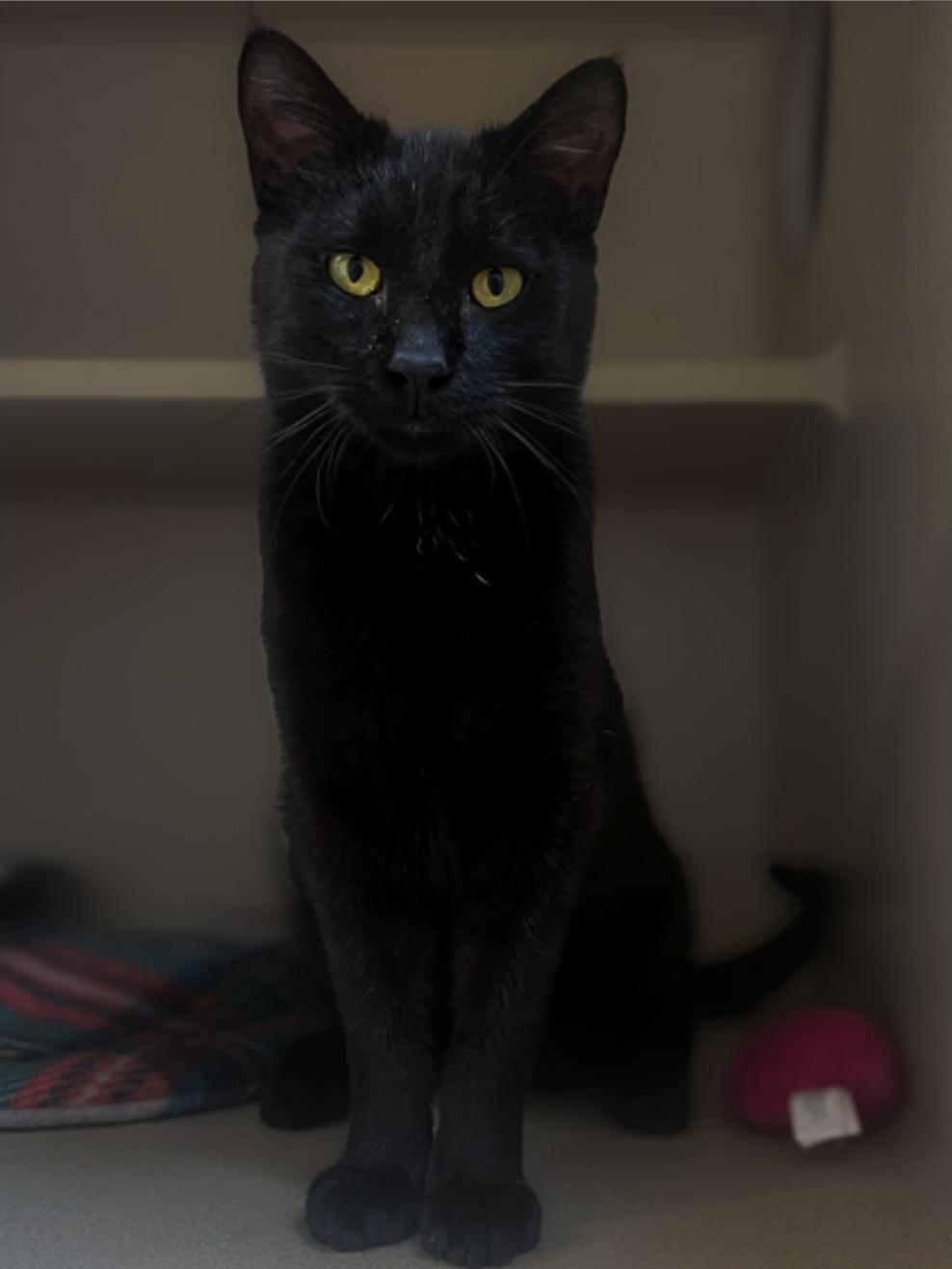 Enlarge Cash, a Adopted Domestic Short Hair in Winfield, KS image 1/1