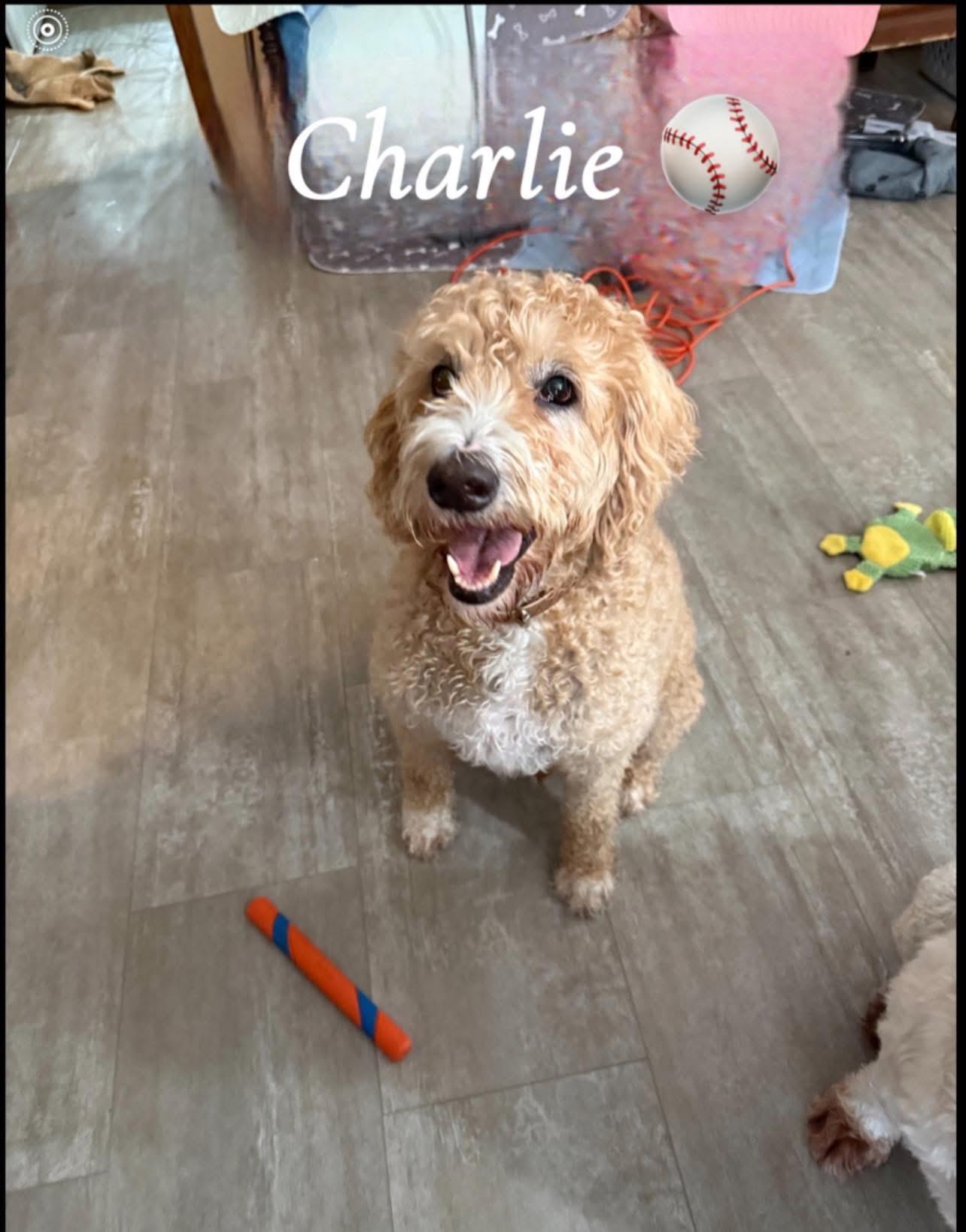 Charlie, ADOPTABLE, Adult Male Labradoodle.