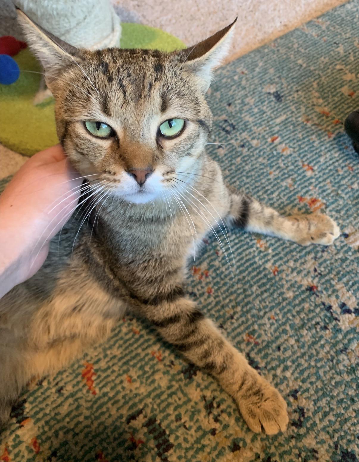 Hook, adopted, Young Male Domestic Short Hair.