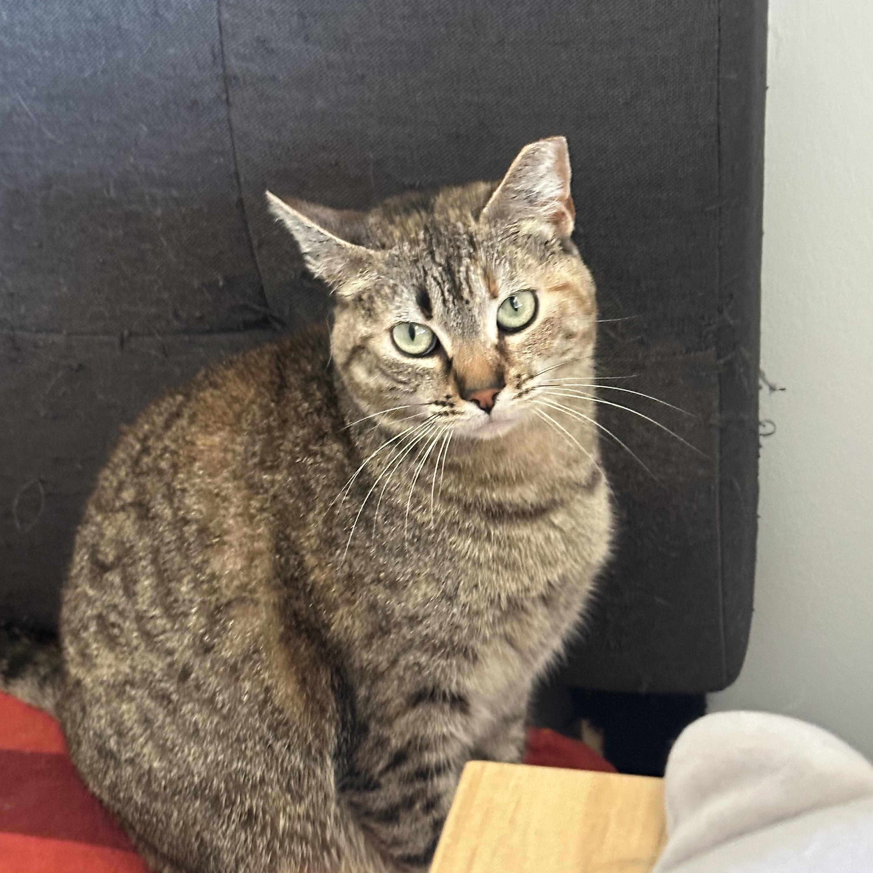 Enlarge Lily, a Adoptable mixed breed in San Jose, CA image 1/1