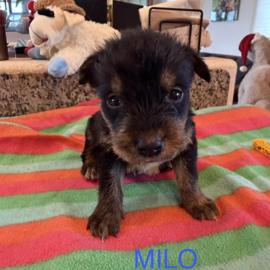Milo, a Adoptable Mixed Breed in Keaau, HI image 1/3