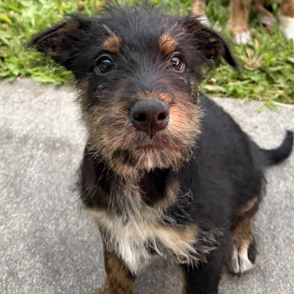 Milo, a Adoptable Mixed Breed in Keaau, HI image 2/3