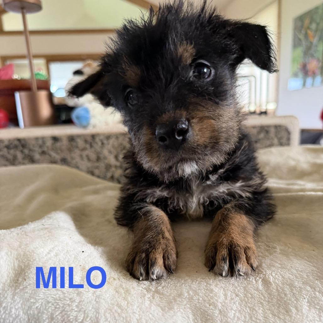 Milo, a Adoptable Mixed Breed in Keaau, HI image 3/3