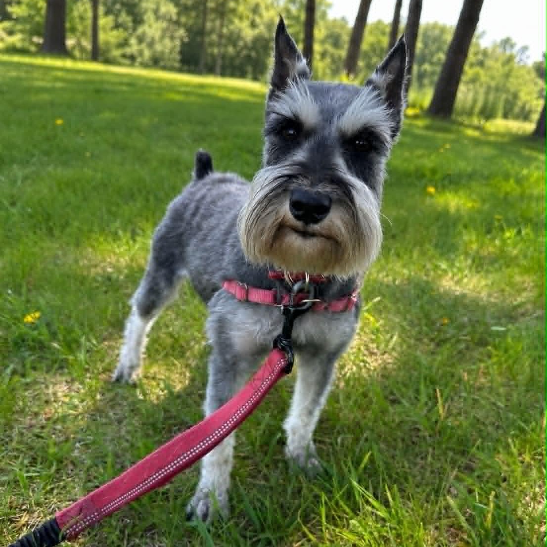 Paris-Home visit in process, adopted, Young Female Miniature Schnauzer.