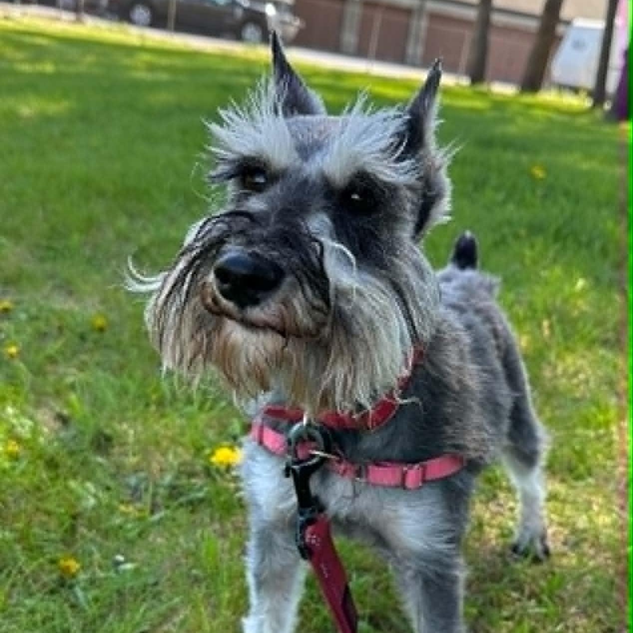 Enlarge Paris-Home visit in process, an adopted Miniature Schnauzer in Hartland, WI image 2/6