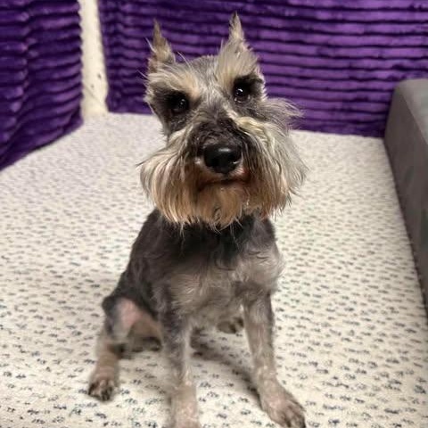 Enlarge Paris-Home visit in process, an adopted Miniature Schnauzer in Hartland, WI image 5/6