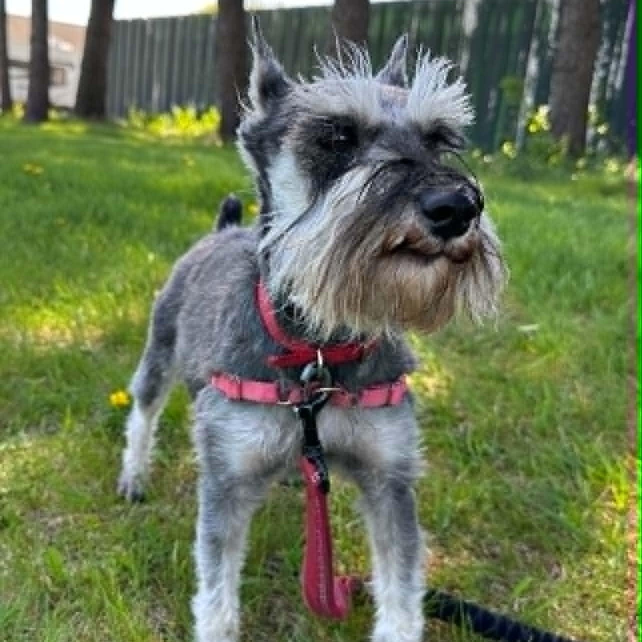 Enlarge Paris-Home visit in process, an adopted Miniature Schnauzer in Hartland, WI image 3/6