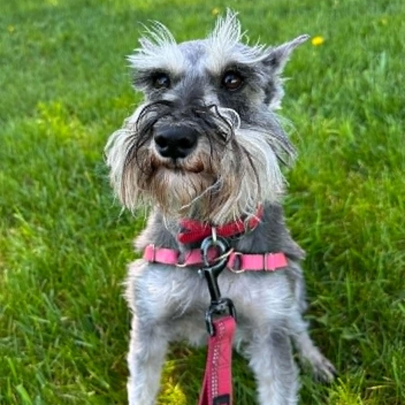 Enlarge Paris-Home visit in process, an adopted Miniature Schnauzer in Hartland, WI image 4/6