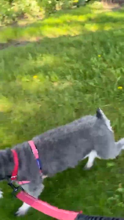 Enlarge Paris-Home visit in process, an adopted Miniature Schnauzer in Hartland, WI video 6/6