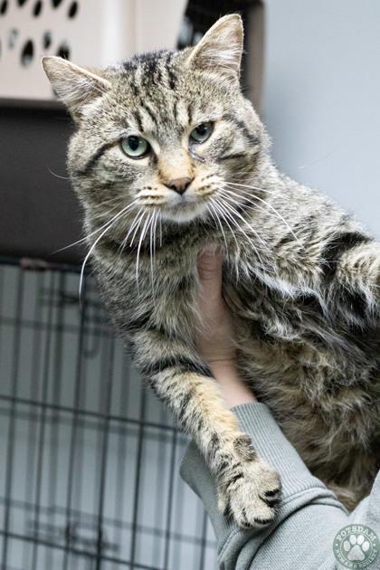 Enlarge Hugo, a ADOPTABLE Domestic Short Hair in Potsdam, NY image 1/1