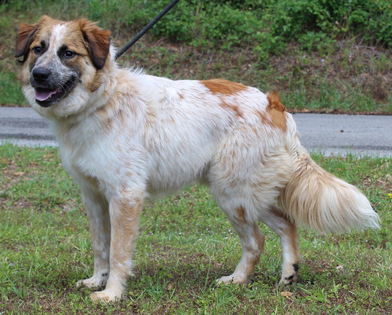 Dobby 43471, Adoptable, Young Male Australian Shepherd & Great Pyrenees.