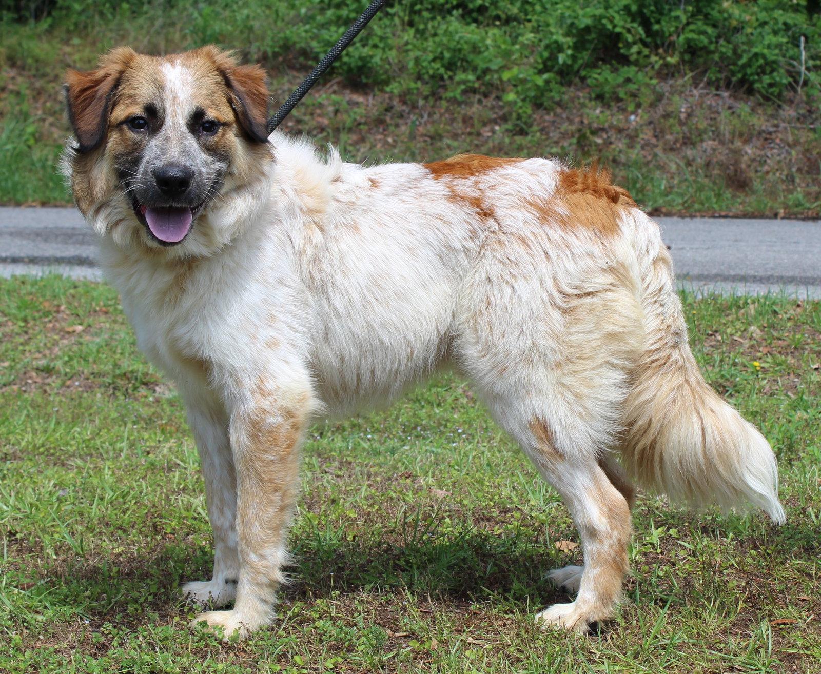 Enlarge Dobby 43471, a Adoptable mixed breed in Prattville, AL image 2/3
