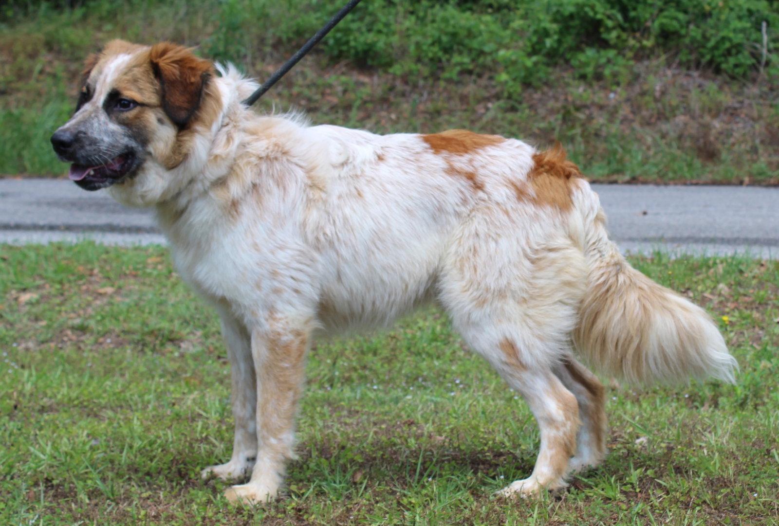 Enlarge Dobby 43471, a Adoptable mixed breed in Prattville, AL image 3/3