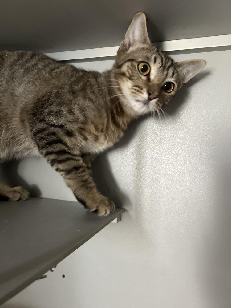 Enlarge Dasher, a Adoptable Domestic Short Hair in Anoka, MN image 1/2