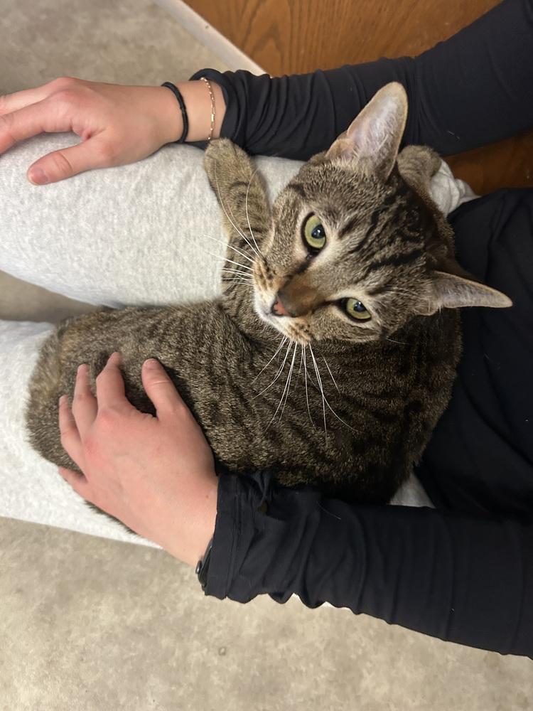 Enlarge Dasher, a Adoptable Domestic Short Hair in Anoka, MN image 2/2