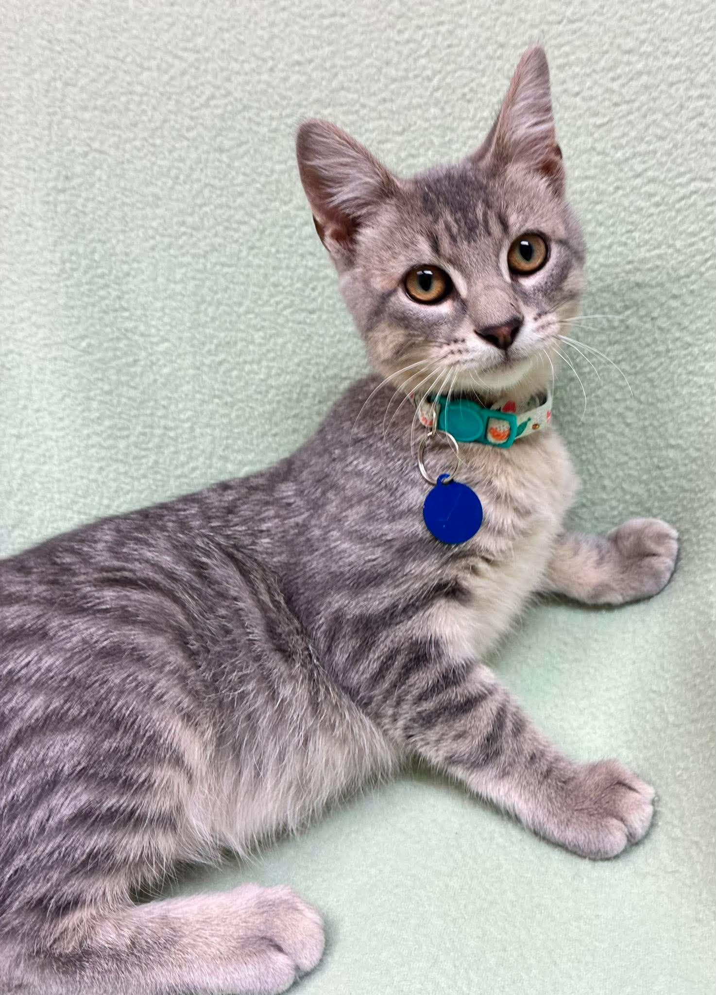 Oregano, a ADOPTABLE Domestic Short Hair in Alexandria, MN image 2/3
