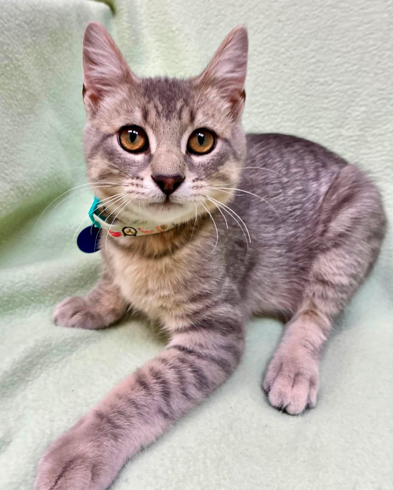 Oregano, ADOPTABLE, Kitten Male Domestic Short Hair.